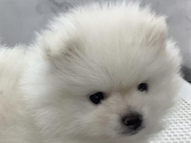ポメラニアン