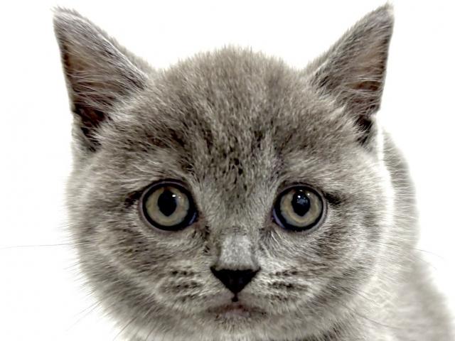 ブリティッシュショートヘア
