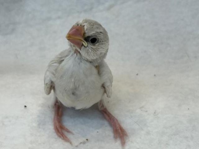 シルバー文鳥
