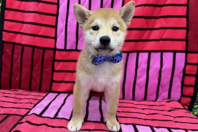 柴犬