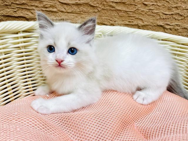 美しい瞳と可愛い顔のラグドール男の子です(*´ω｀)奈良県北葛城郡河合町