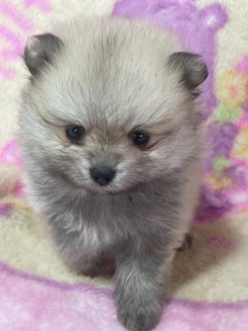 ポメラニアン