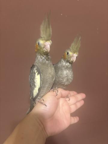 オカメインコ　ノーマル