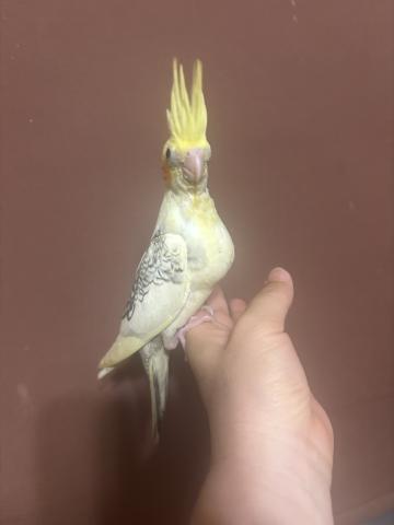 オカメインコ　パール