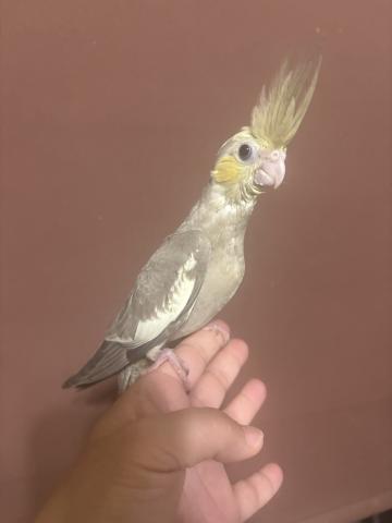 オカメインコ　イエローチーク