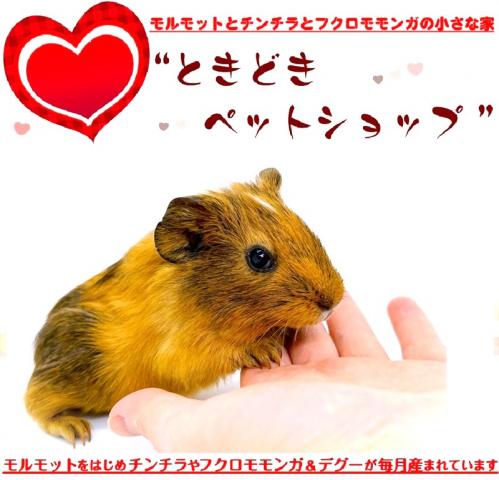 🐹イングリッシュモルモット