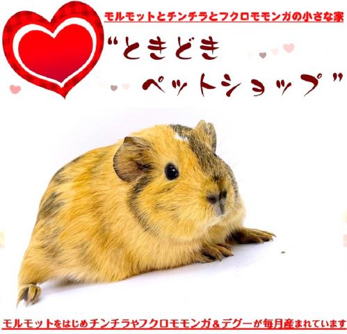 🐹イングリッシュモルモット