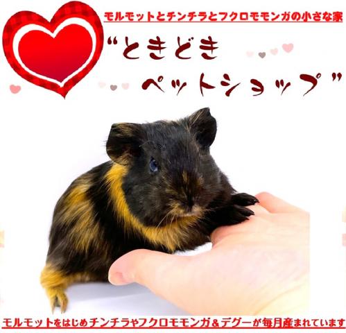 🐹イングリッシュモルモット