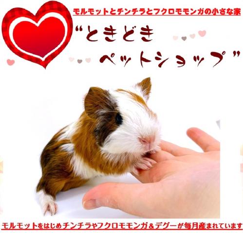 🐹シェルティモルモット