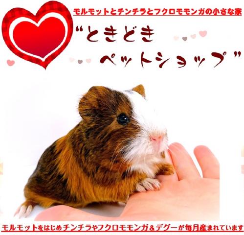 🐹シェルティモルモット