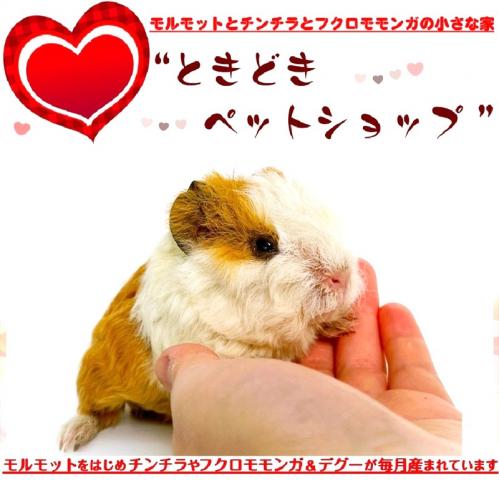 🐹テディモルモット