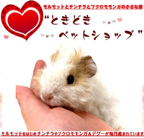 🐹テディモルモット