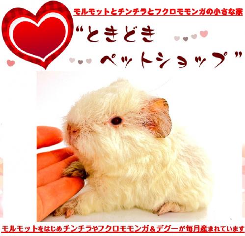🐹テディモルモット