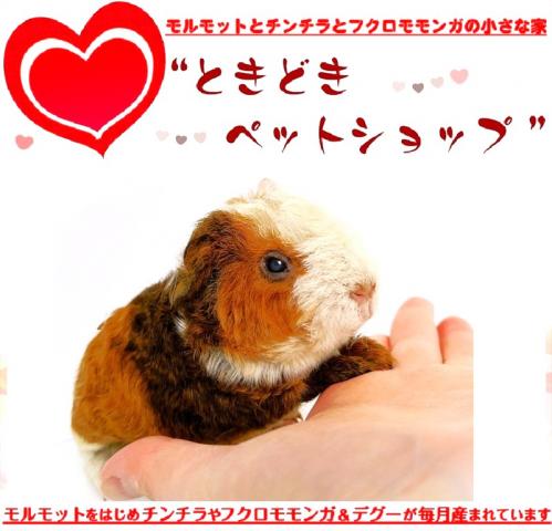 🐹テディモルモット
