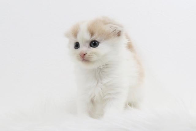 スコティッシュフォールド