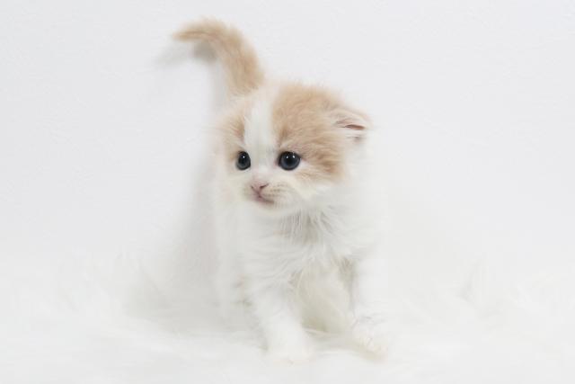 スコティッシュフォールド