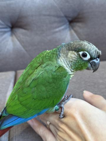 ウロコインコ