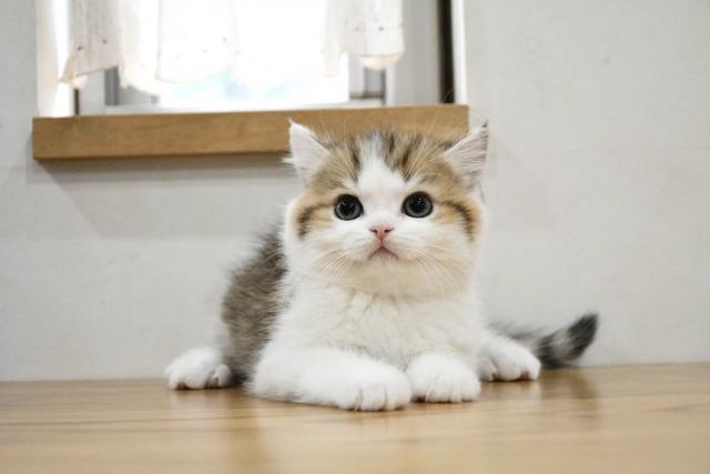 ブリティッシュショートヘア