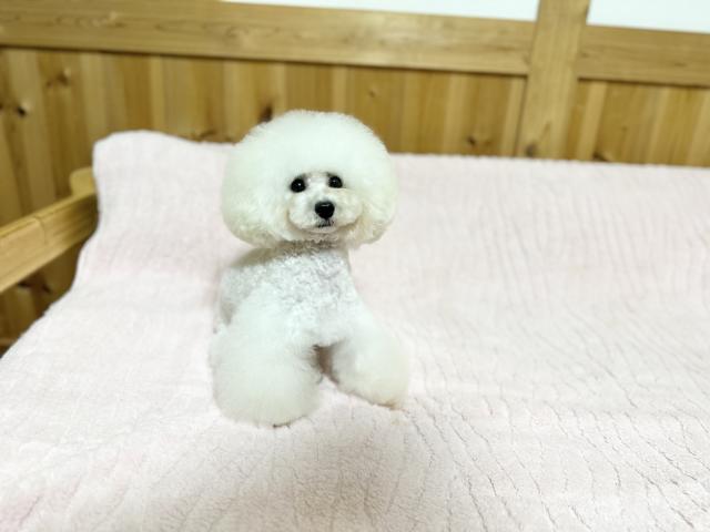 トイプードル