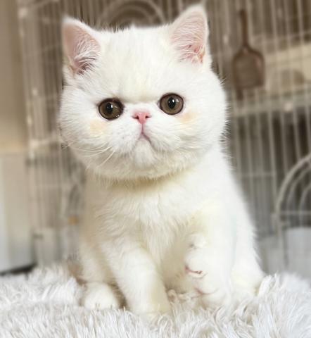 エキゾチックショートヘアー