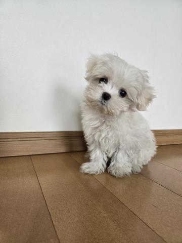 マルチーズ