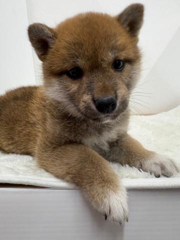 柴犬