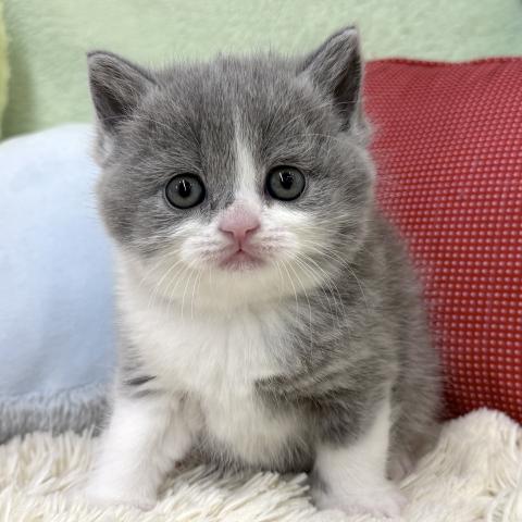 ブリティッシュショートヘア