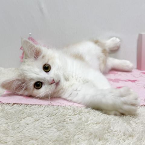 ノルウェージャンフォレストキャット