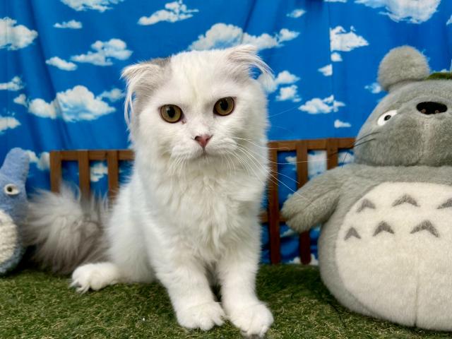 スコティッシュフォールド