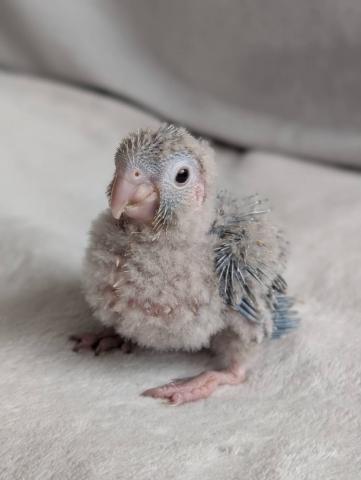 ウロコインコ