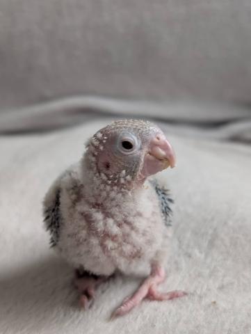 ウロコインコ