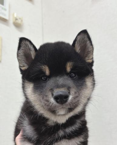 柴犬