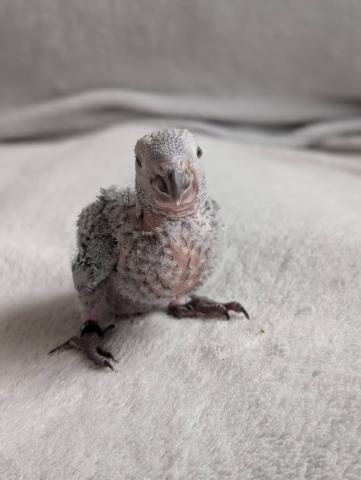 ウロコインコ
