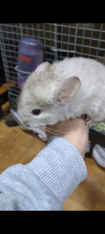 チンチラ