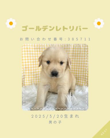 ゴールデンレトリーバー