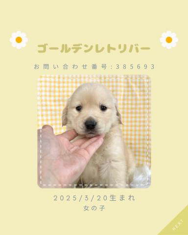 ゴールデンレトリーバー