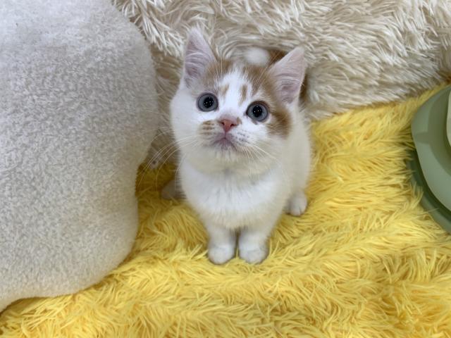 スコティッシュフォールド