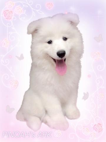 サモエド