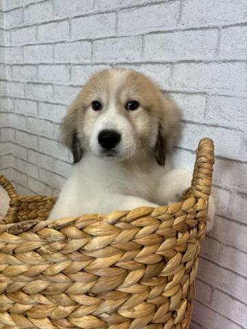 グレートピレニーズ