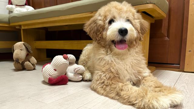 MIX💕個性が光る💕存在感あるミディアムプードル系ドゥードルをお譲りします💕