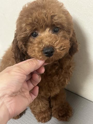 トイプードル