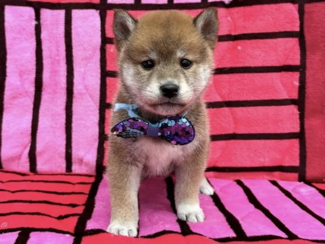 柴犬