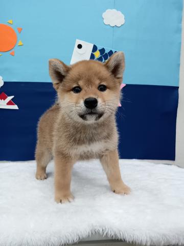 柴犬