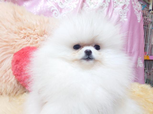 ポメラニアン