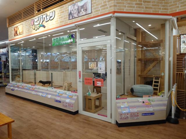 ビバペッツ大木店