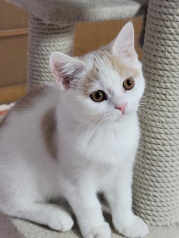ブリティッシュショートヘア