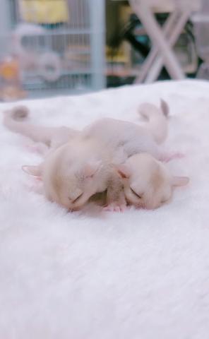 クリミノヘテロプラチナorリューシ