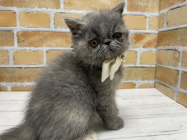 エキゾチックショートヘアー
