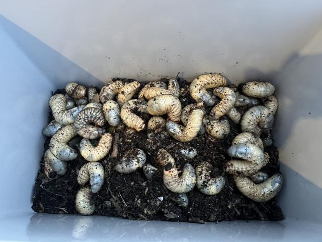 カブトムシ幼虫(1匹200円～10匹1000円）