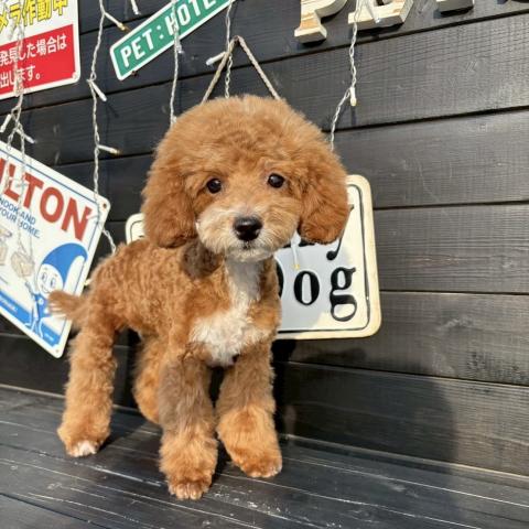 トイプードル